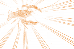orange-crayfish